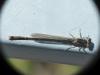 Ischnura elegans